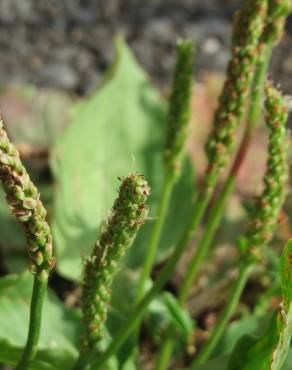 Fotografia 1 da espécie Plantago major no Jardim Botânico UTAD