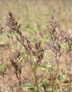 Fotografia 1 da espécie Poa bulbosa no Jardim Botânico UTAD