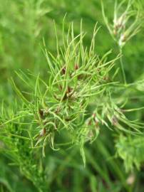 Fotografia da espécie Poa bulbosa