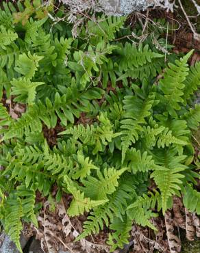 Fotografia 6 da espécie Polypodium interjectum no Jardim Botânico UTAD