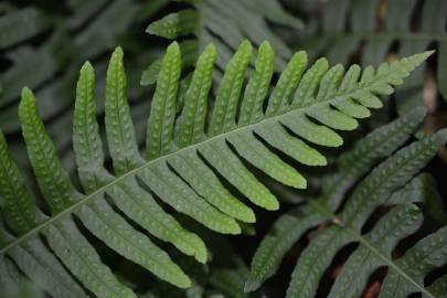 Fotografia da espécie Polypodium interjectum