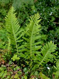 Fotografia da espécie Polypodium interjectum