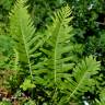 Fotografia 8 da espécie Polypodium interjectum do Jardim Botânico UTAD