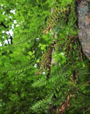 Fotografia 9 da espécie Polypodium interjectum no Jardim Botânico UTAD