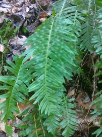 Fotografia da espécie Polypodium interjectum