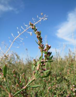 Fotografia 1 da espécie Polygonum aviculare no Jardim Botânico UTAD