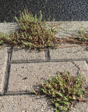 Fotografia 4 da espécie Polygonum aviculare no Jardim Botânico UTAD