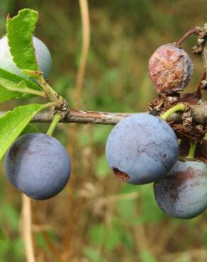 Fotografia 5 da espécie Prunus spinosa no Jardim Botânico UTAD