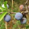 Fotografia 5 da espécie Prunus spinosa do Jardim Botânico UTAD