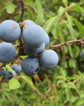 Fotografia 6 da espécie Prunus spinosa no Jardim Botânico UTAD