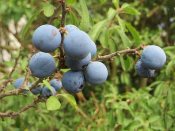 Fotografia da espécie Prunus spinosa