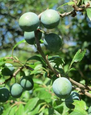 Fotografia 7 da espécie Prunus spinosa no Jardim Botânico UTAD
