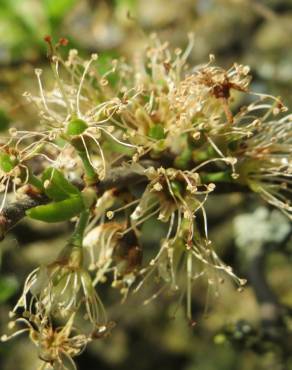 Fotografia 8 da espécie Prunus spinosa no Jardim Botânico UTAD