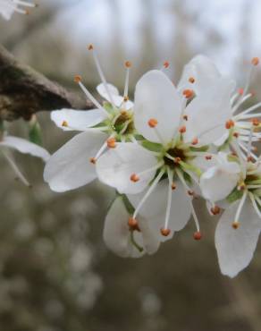 Fotografia 9 da espécie Prunus spinosa no Jardim Botânico UTAD