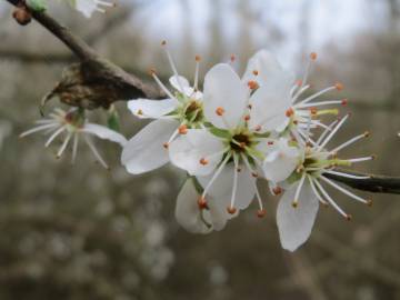 Fotografia da espécie Prunus spinosa