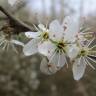 Fotografia 9 da espécie Prunus spinosa do Jardim Botânico UTAD