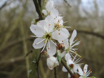 Fotografia da espécie Prunus spinosa