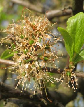 Fotografia 10 da espécie Prunus spinosa no Jardim Botânico UTAD