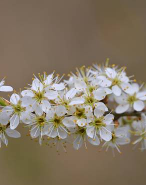 Fotografia 11 da espécie Prunus spinosa no Jardim Botânico UTAD