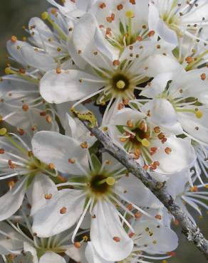 Fotografia 12 da espécie Prunus spinosa no Jardim Botânico UTAD