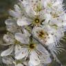 Fotografia 12 da espécie Prunus spinosa do Jardim Botânico UTAD