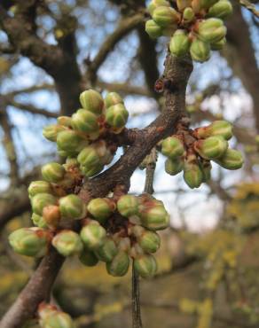 Fotografia 13 da espécie Prunus spinosa no Jardim Botânico UTAD