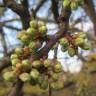 Fotografia 13 da espécie Prunus spinosa do Jardim Botânico UTAD