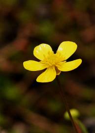 Fotografia da espécie Potentilla erecta