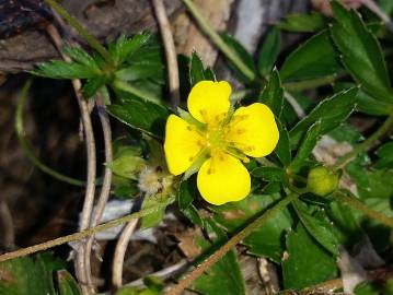 Fotografia da espécie Potentilla erecta