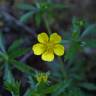 Fotografia 5 da espécie Potentilla erecta do Jardim Botânico UTAD