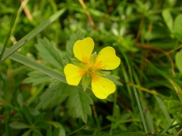 Fotografia da espécie Potentilla erecta