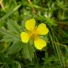 Fotografia 8 da espécie Potentilla erecta do Jardim Botânico UTAD