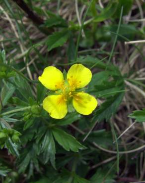 Fotografia 9 da espécie Potentilla erecta no Jardim Botânico UTAD