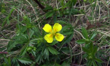 Fotografia da espécie Potentilla erecta