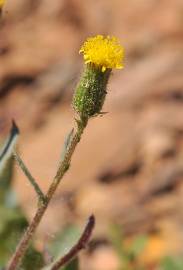 Fotografia da espécie Senecio lividus