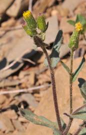 Fotografia da espécie Senecio lividus