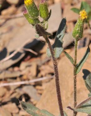 Fotografia 3 da espécie Senecio lividus no Jardim Botânico UTAD