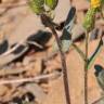 Fotografia 3 da espécie Senecio lividus do Jardim Botânico UTAD