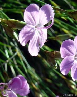 Fotografia 4 da espécie Dianthus pungens subesp. langeanus no Jardim Botânico UTAD