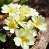 Fotografia 4 da espécie Primula acaulis subesp. acaulis do Jardim Botânico UTAD