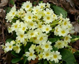 Fotografia da espécie Primula acaulis subesp. acaulis