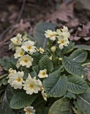 Fotografia 6 da espécie Primula acaulis subesp. acaulis no Jardim Botânico UTAD