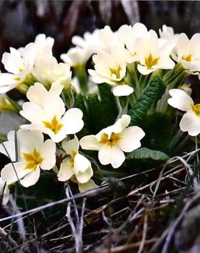 Fotografia 7 da espécie Primula acaulis subesp. acaulis no Jardim Botânico UTAD