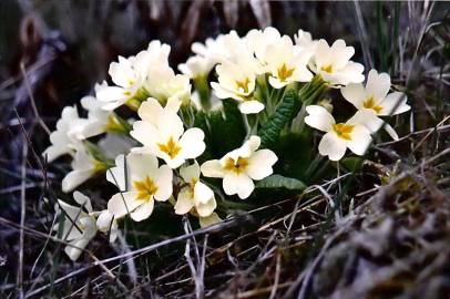 Fotografia da espécie Primula acaulis subesp. acaulis