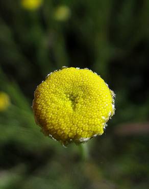 Fotografia 4 da espécie Santolina semidentata no Jardim Botânico UTAD