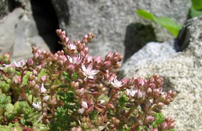 Fotografia da espécie Sedum hirsutum