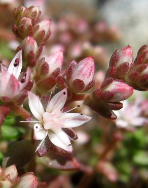 Fotografia 3 da espécie Sedum hirsutum no Jardim Botânico UTAD