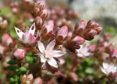 Fotografia da espécie Sedum hirsutum