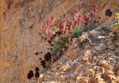 Fotografia da espécie Linaria aeruginea subesp. aeruginea