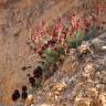 Fotografia 3 da espécie Linaria aeruginea subesp. aeruginea do Jardim Botânico UTAD